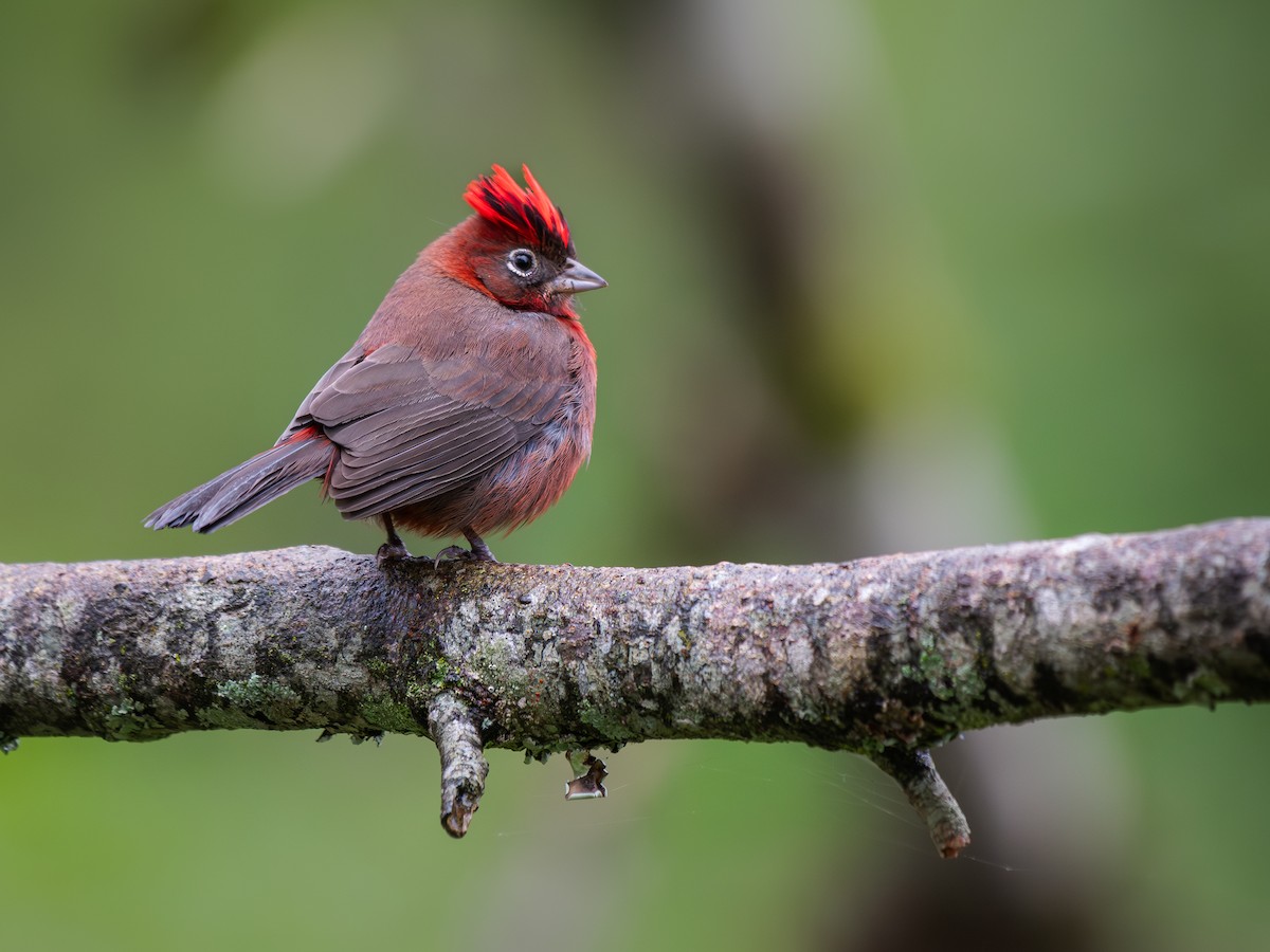 Red-crested Finch - ML621392413
