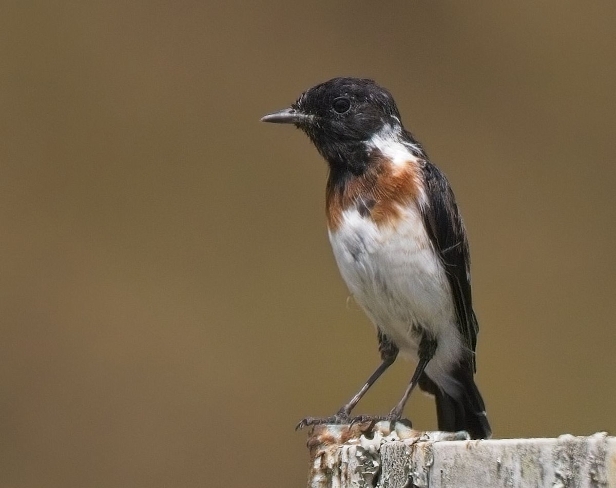 African Stonechat - ML621392417