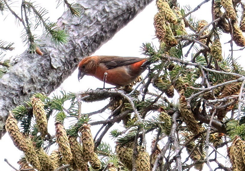 Red Crossbill (Sitka Spruce or type 10) - ML621392461