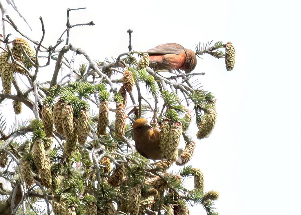 Red Crossbill (Sitka Spruce or type 10) - ML621392462