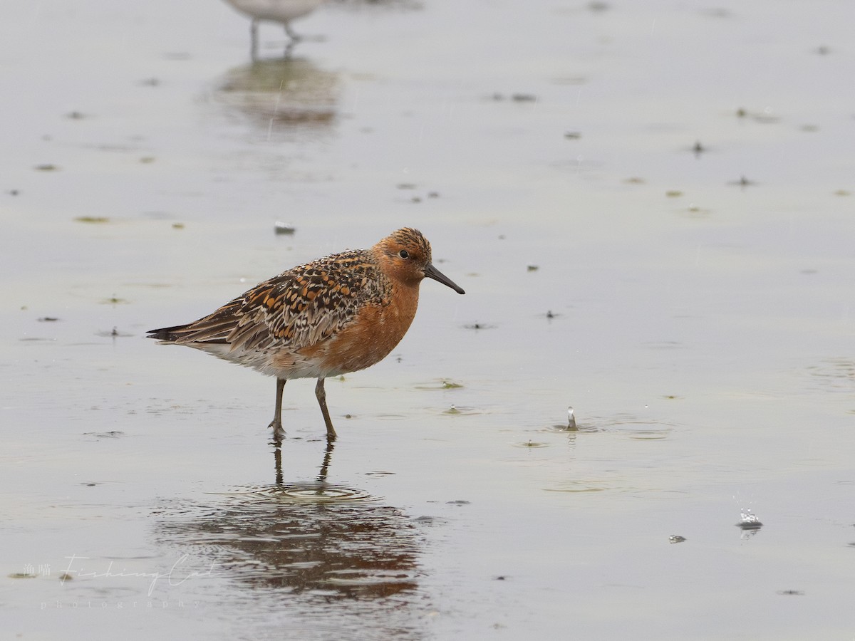 Red Knot - ML621392490