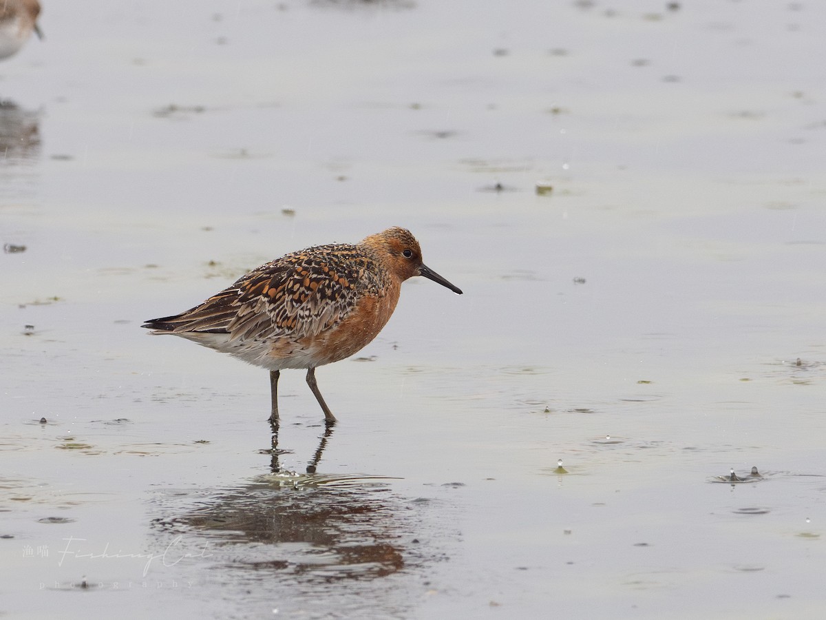 Red Knot - ML621392493