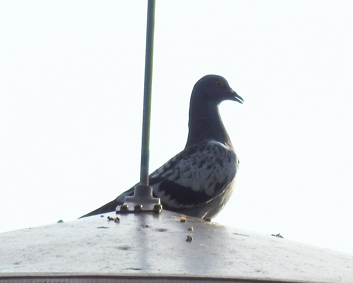 Сизый голубь (Одомашненного типа) - ML621392514