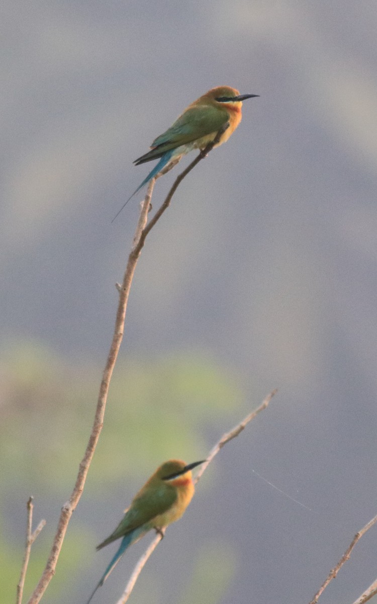 Asian Green Bee-eater - ML621392516