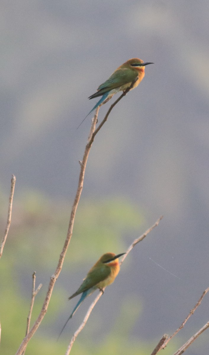 Asian Green Bee-eater - ML621392517