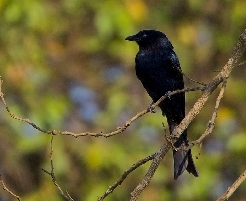Fork-tailed Drongo - ML621392537