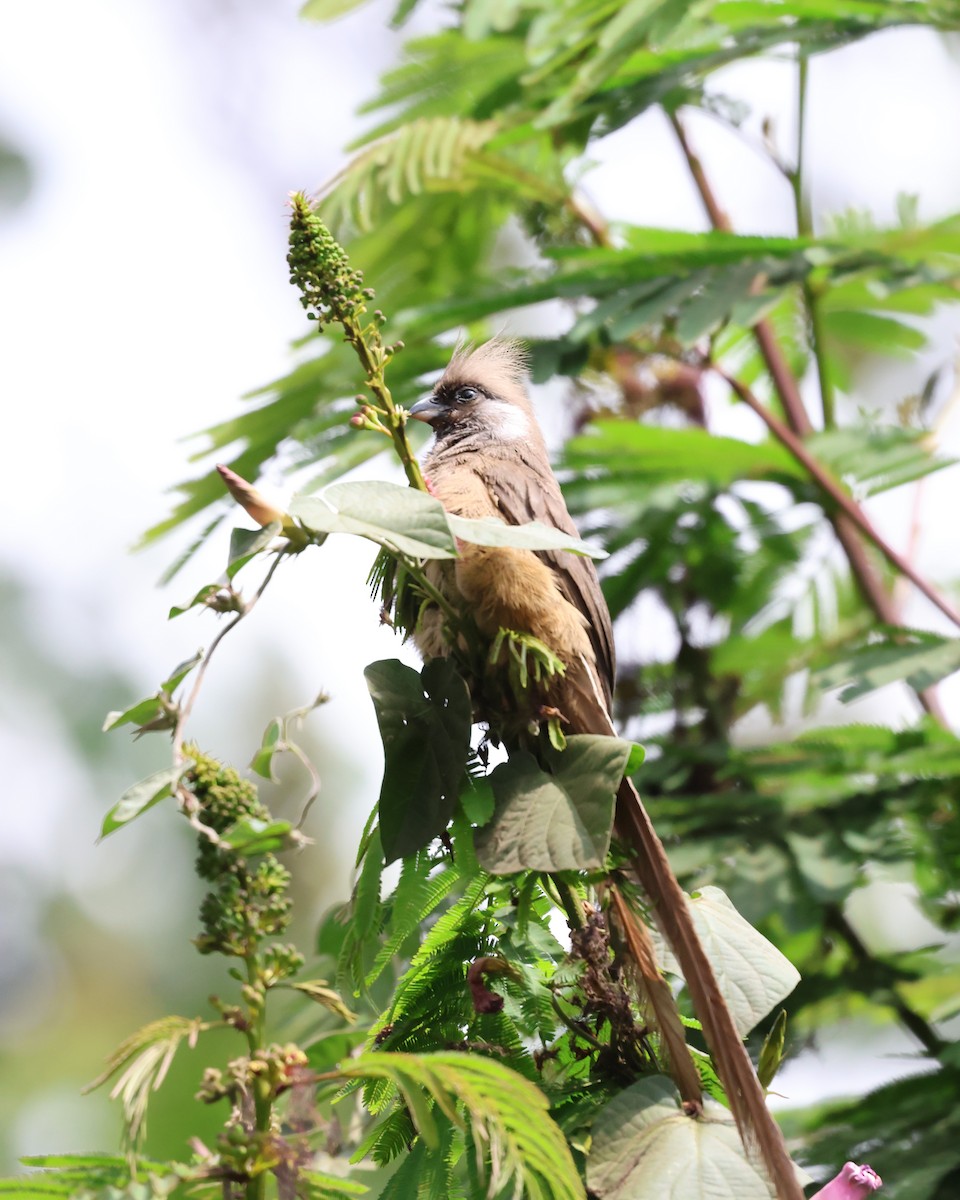 Speckled Mousebird - ML621392691
