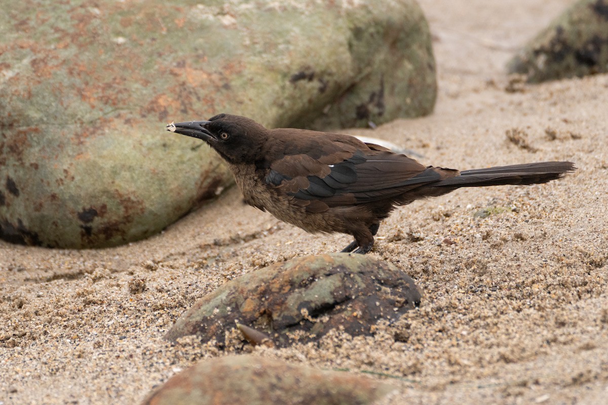 Great-tailed Grackle - ML621392699