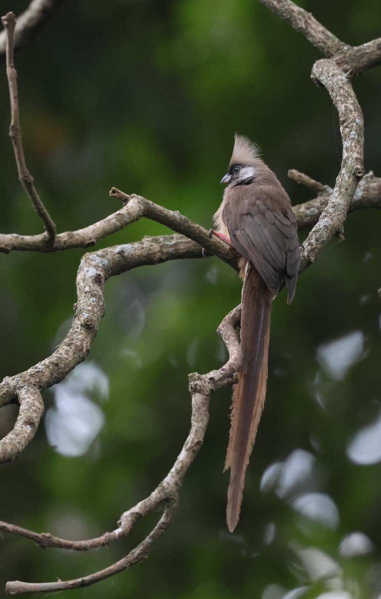 Speckled Mousebird - ML621392702