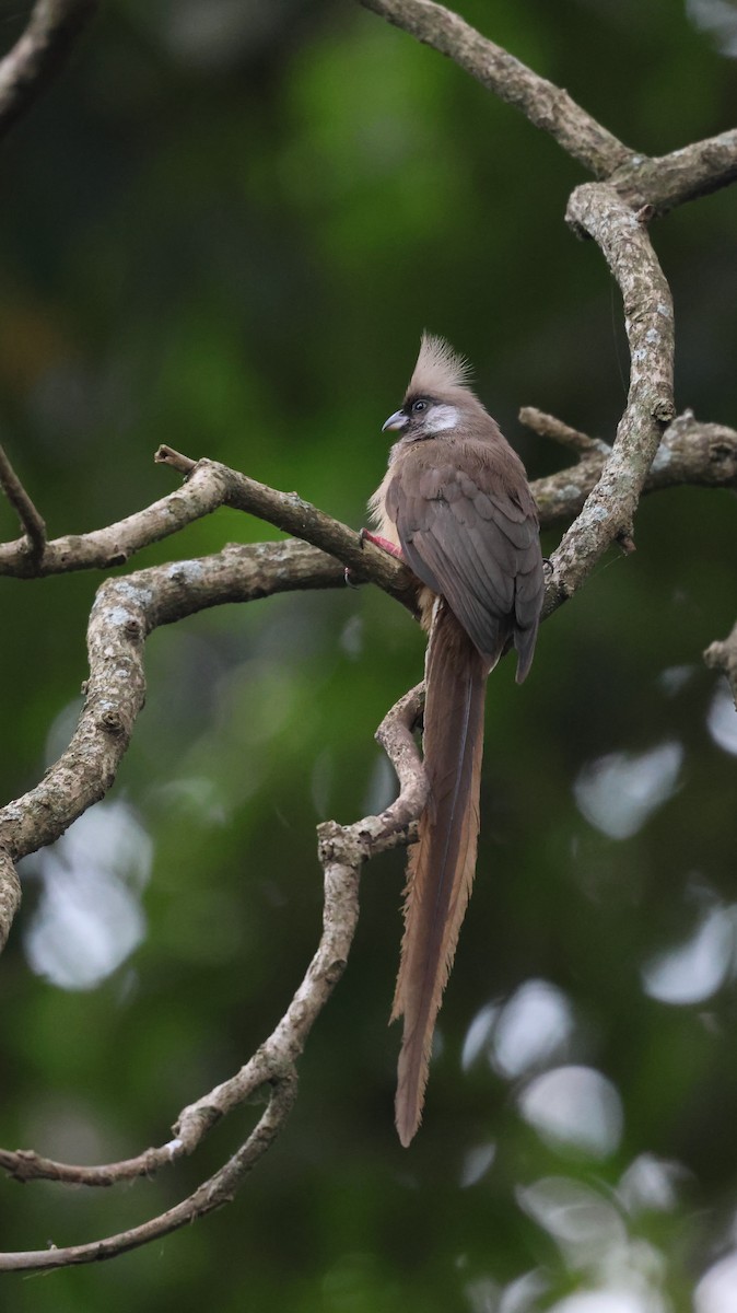 Speckled Mousebird - ML621392703