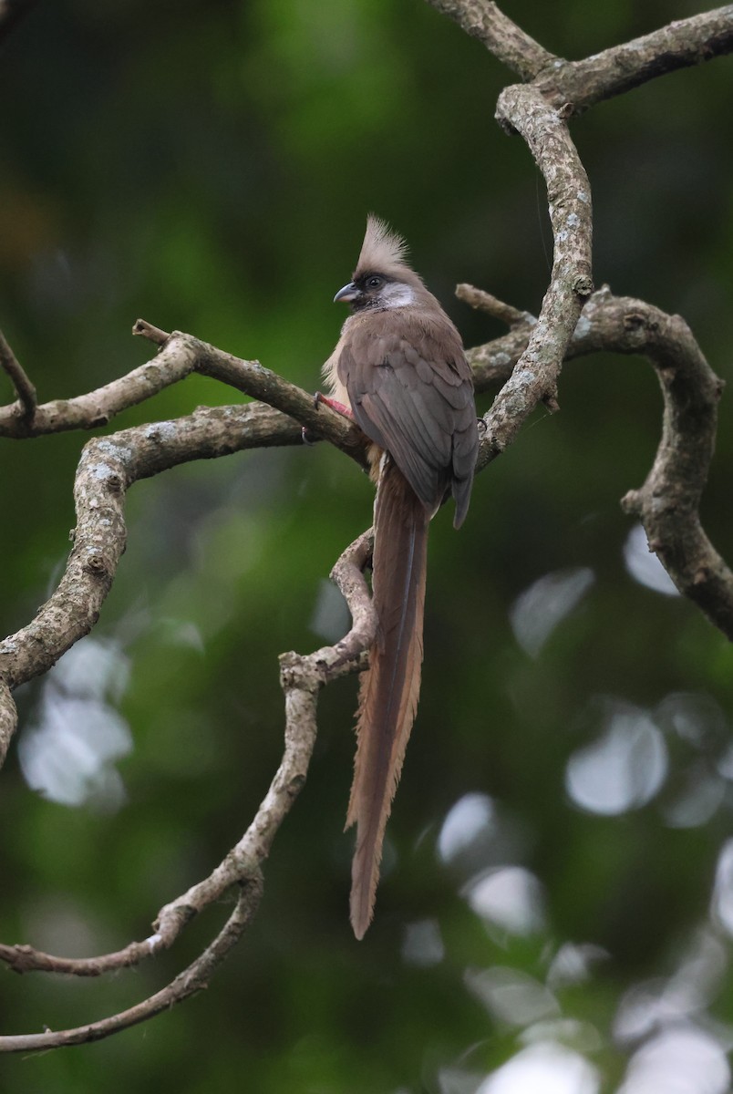 Speckled Mousebird - ML621392704
