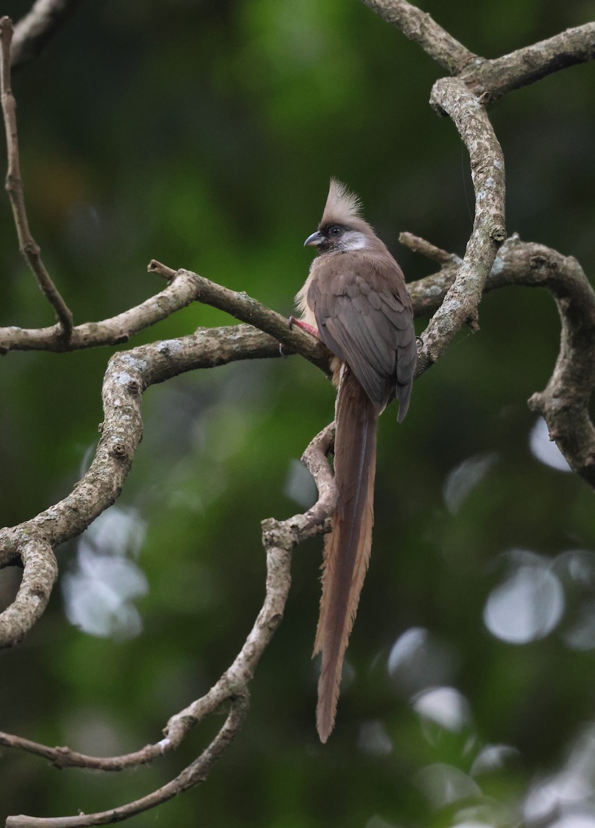 Speckled Mousebird - ML621392711