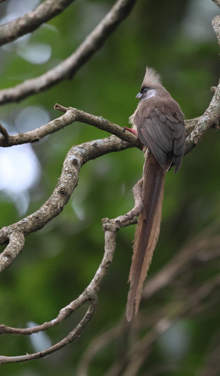 Speckled Mousebird - ML621392716