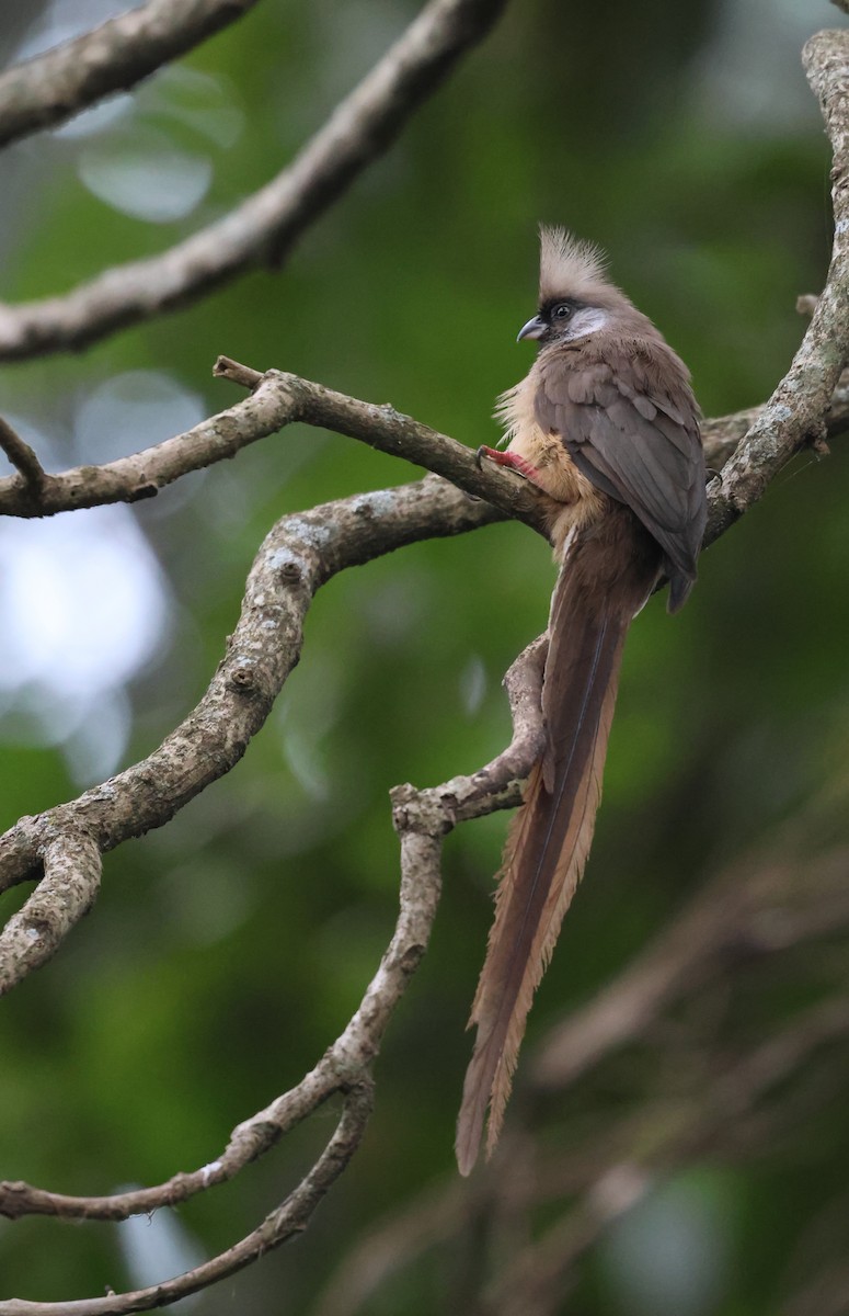 Speckled Mousebird - ML621392721