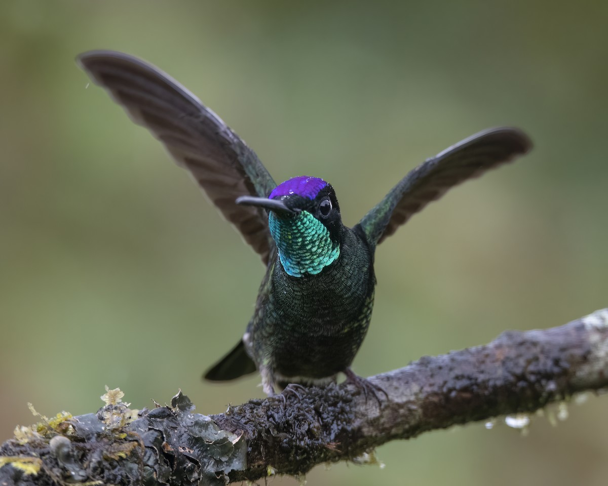 Talamanca Hummingbird - ML621392723