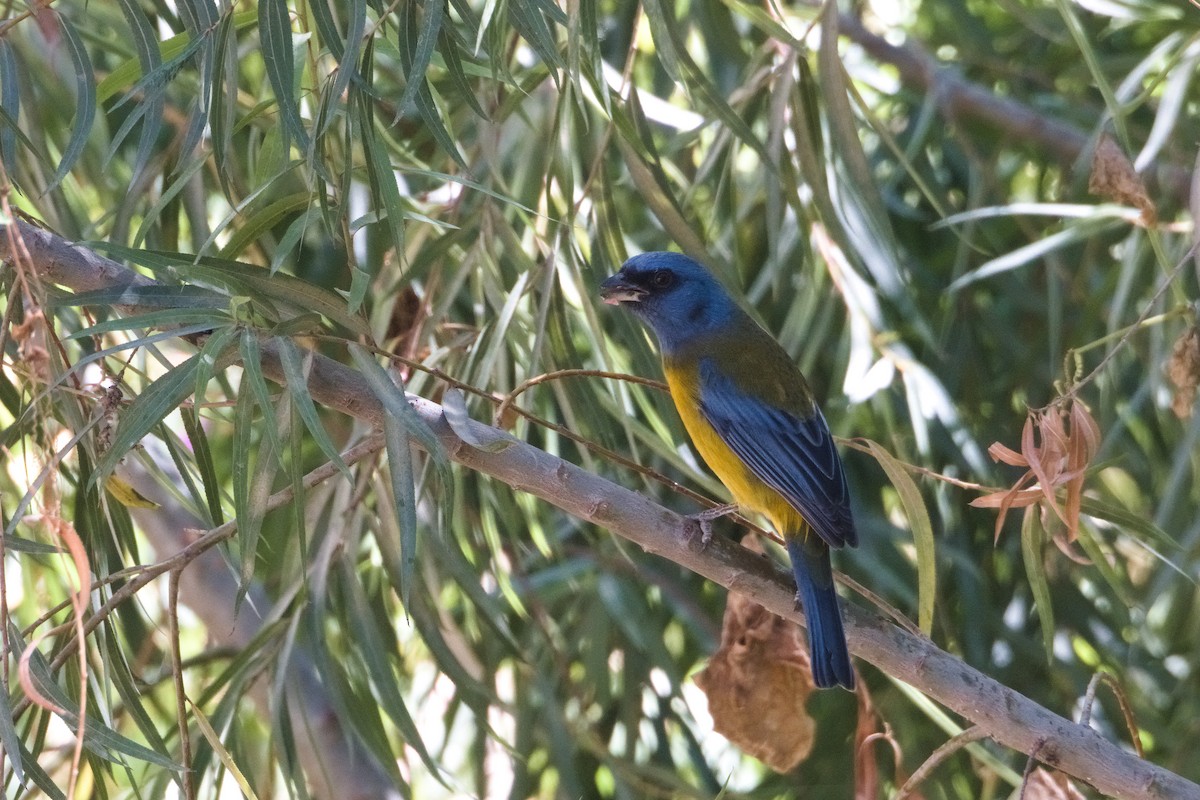 Blue-and-yellow Tanager - ML621392792
