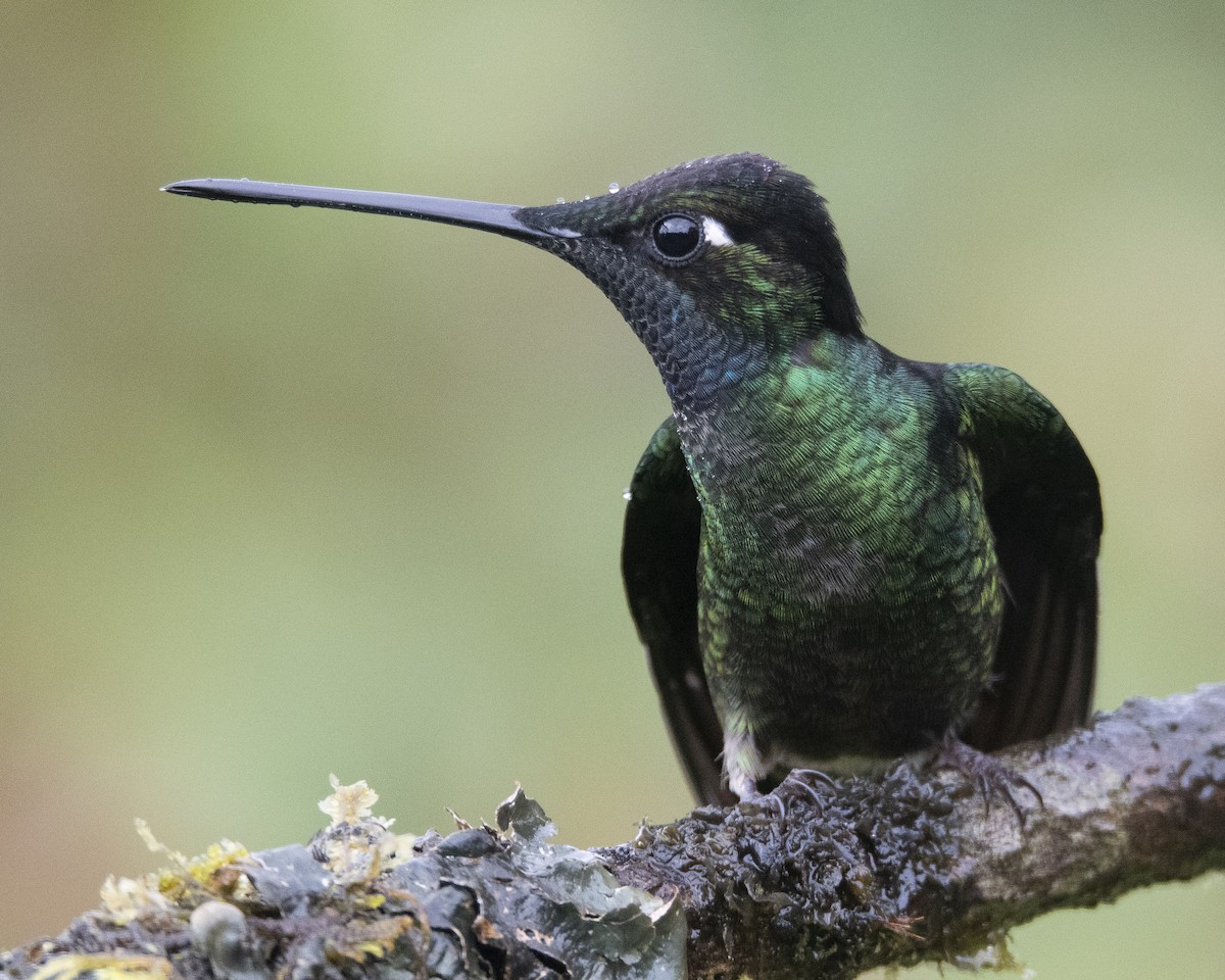 Talamanca Hummingbird - ML621392840
