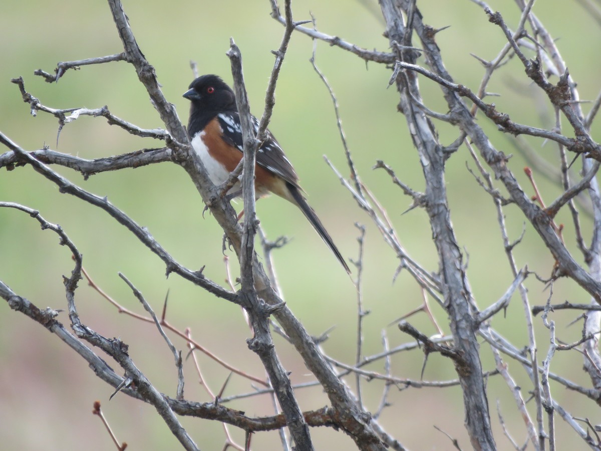 Spotted Towhee - ML621392869