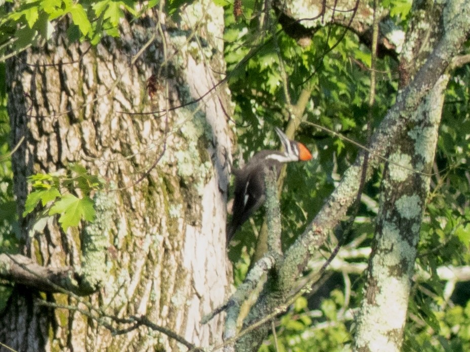 Pileated Woodpecker - ML621392874