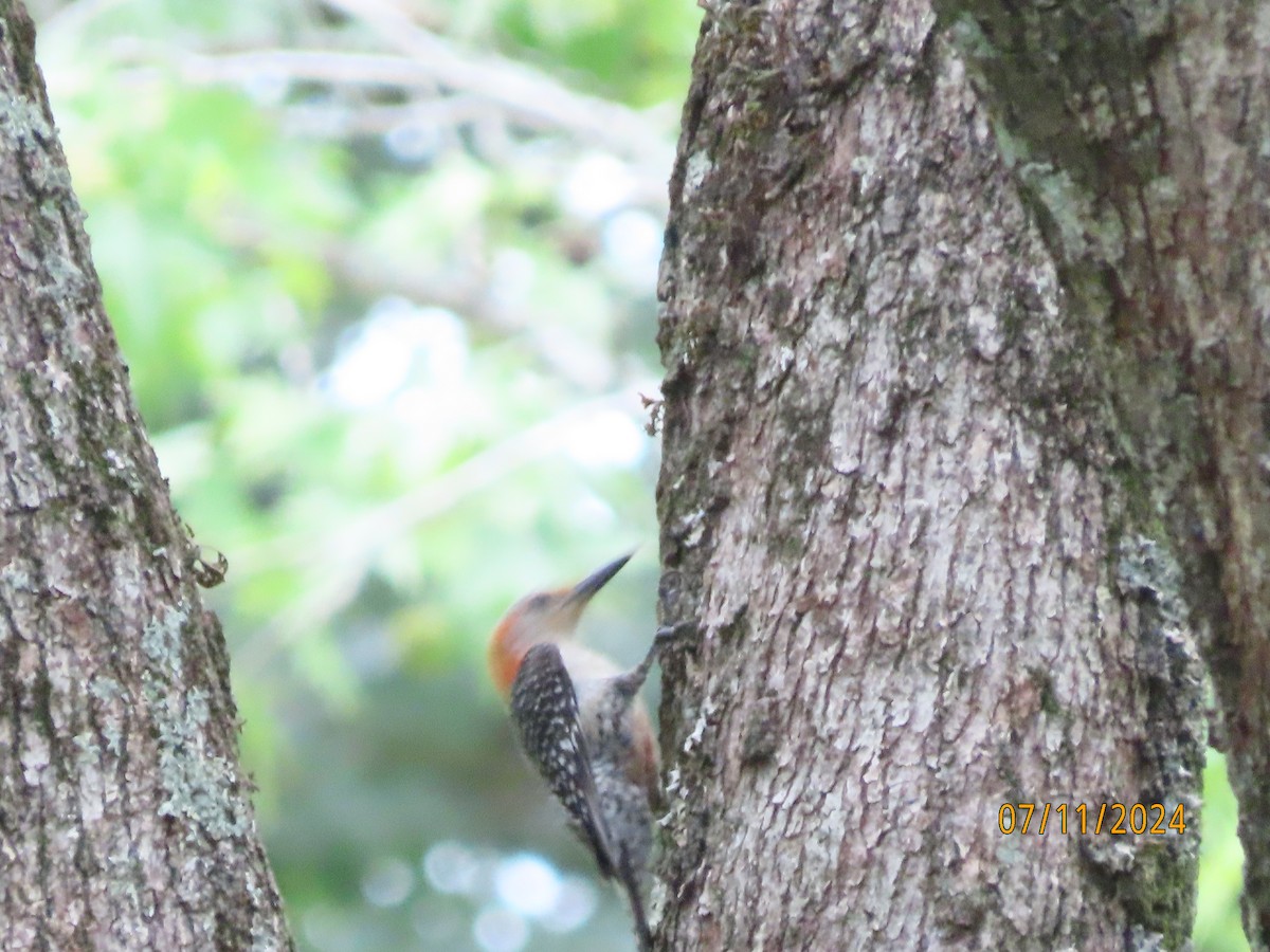 Red-bellied Woodpecker - ML621392888