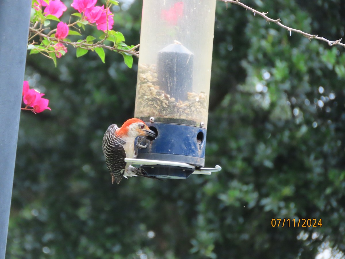 Red-bellied Woodpecker - ML621392890
