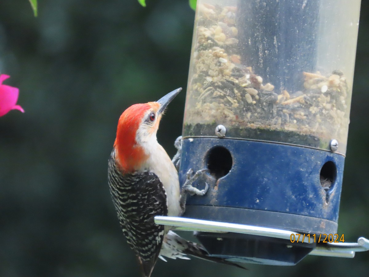 Red-bellied Woodpecker - ML621392891