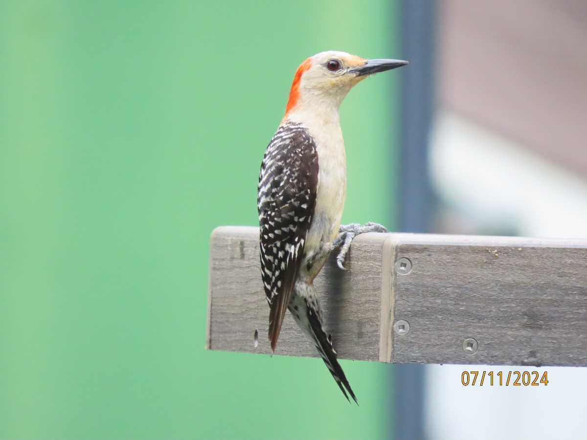 Red-bellied Woodpecker - ML621392892