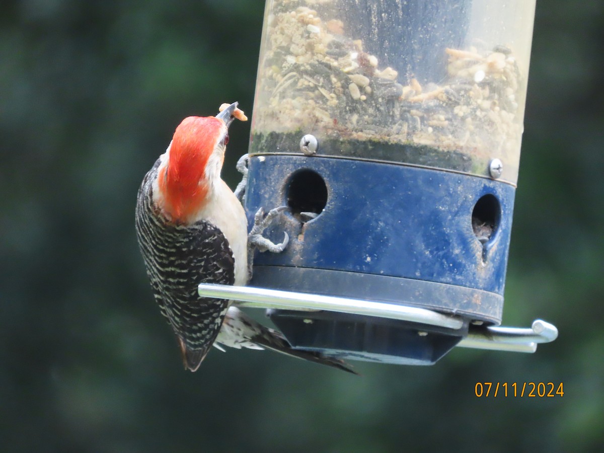 Red-bellied Woodpecker - ML621392893