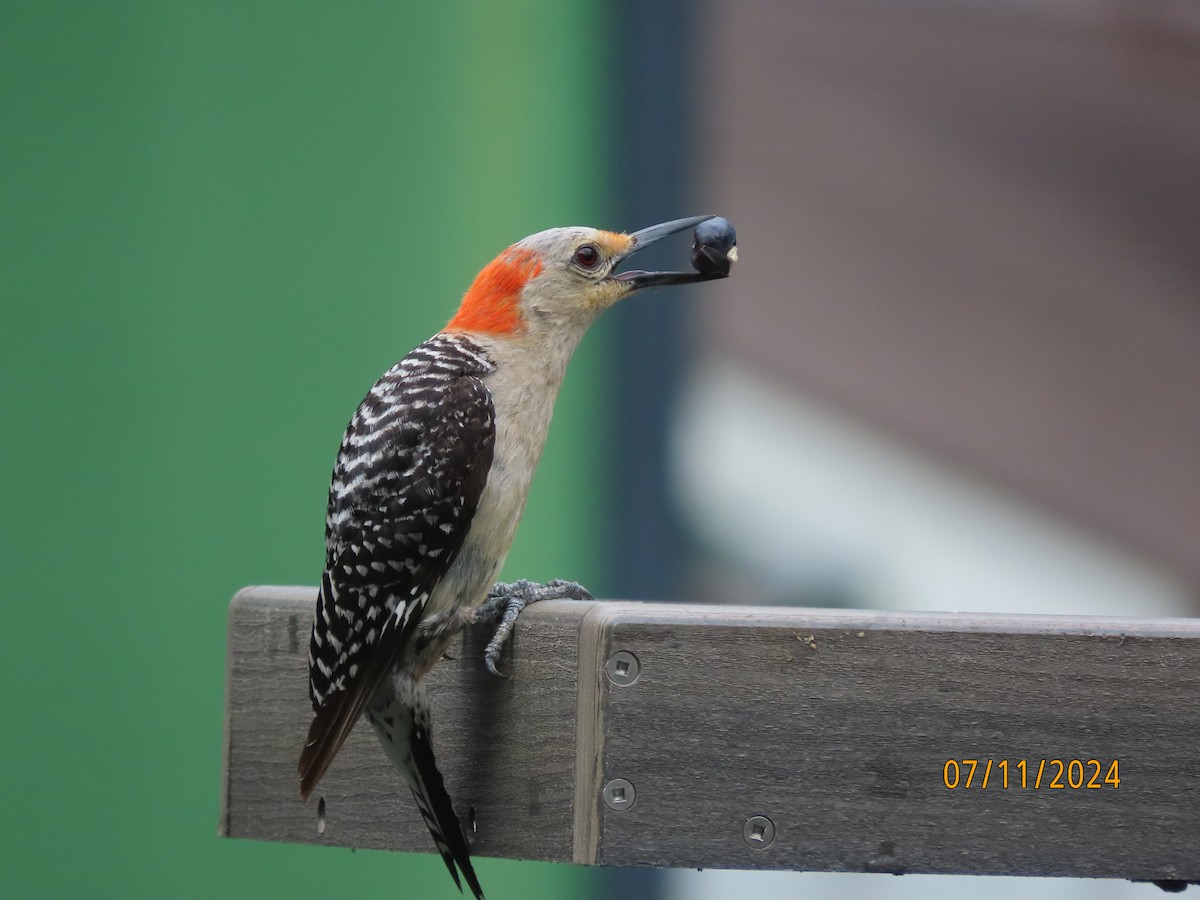Red-bellied Woodpecker - ML621392894