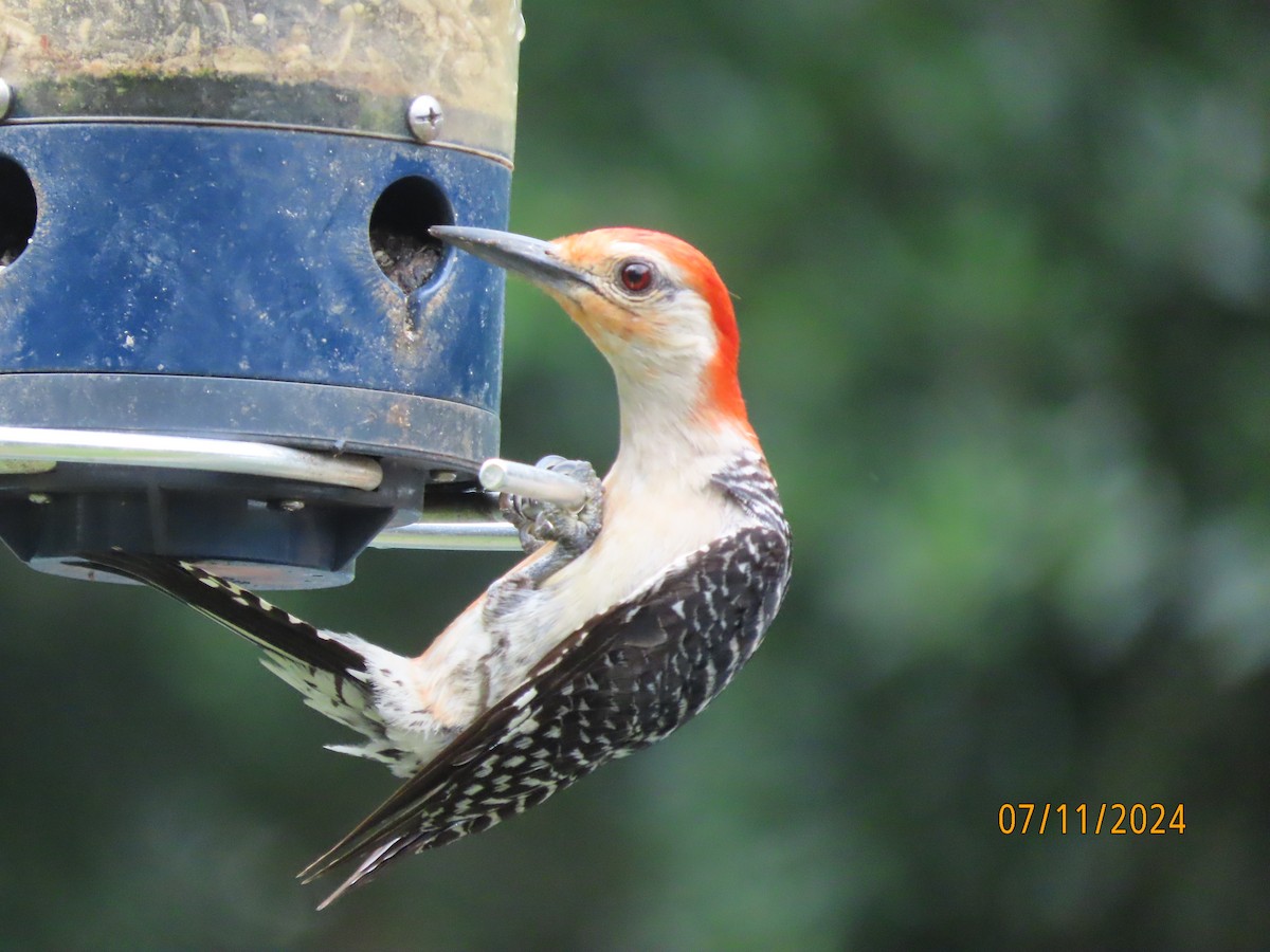 Red-bellied Woodpecker - ML621392895