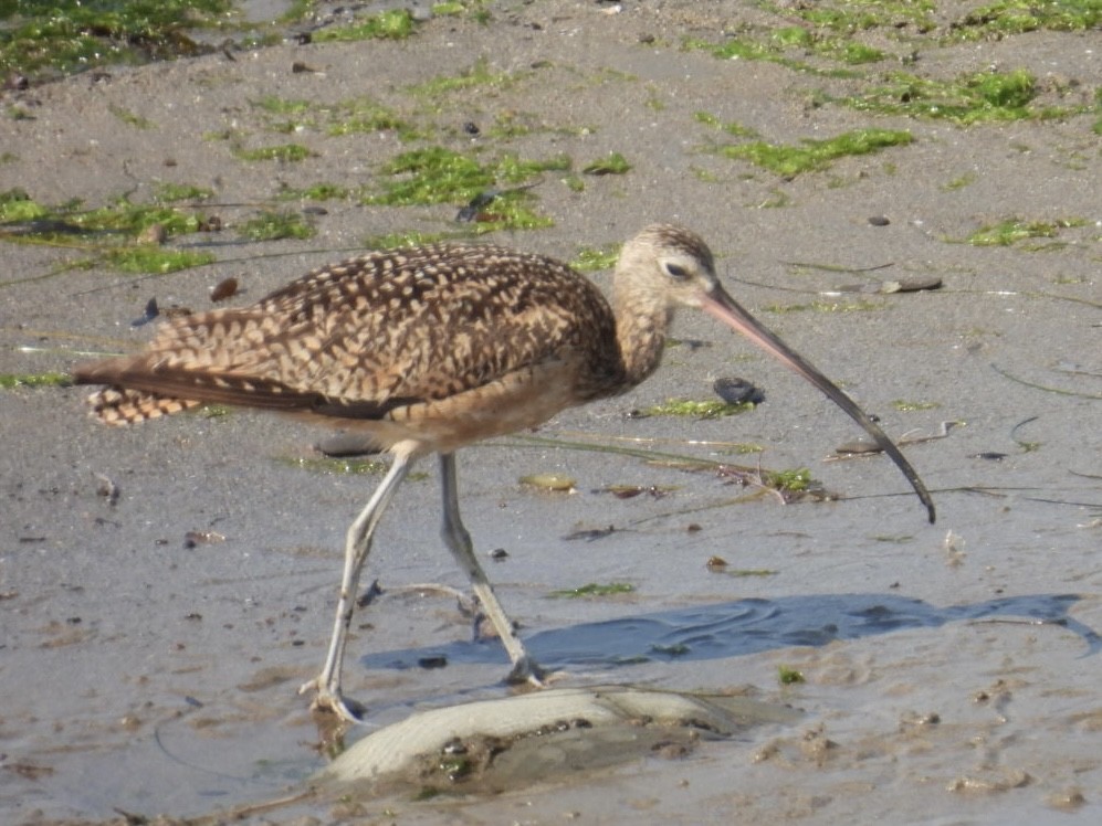 Long-billed Curlew - ML621392902