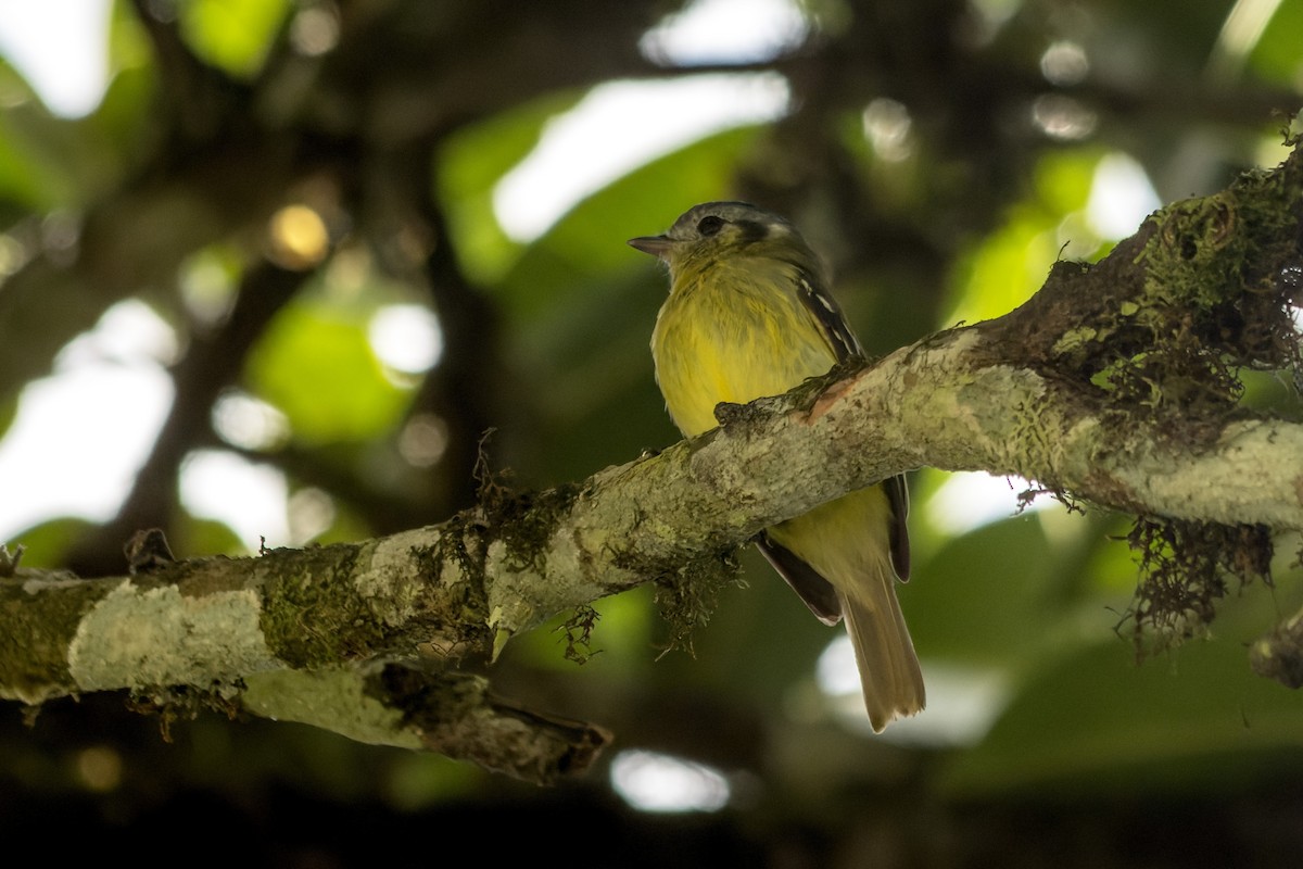 Ashy-headed Tyrannulet - ML621392926