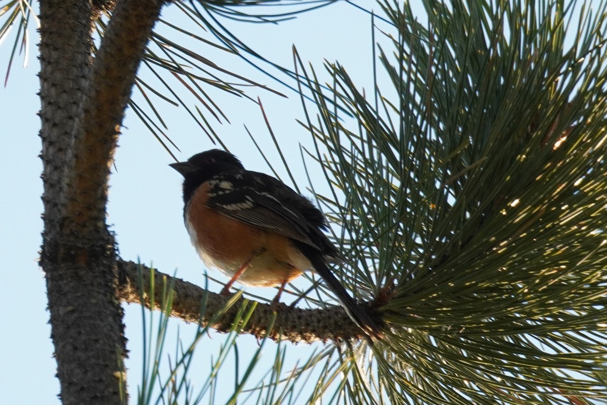 Spotted Towhee - ML621392959