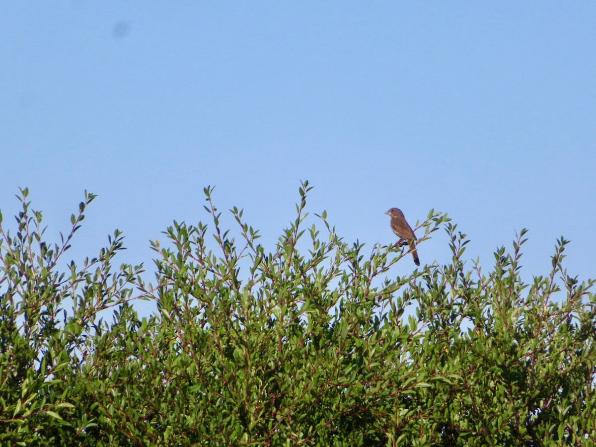 Fox Sparrow (Thick-billed) - ML621392962