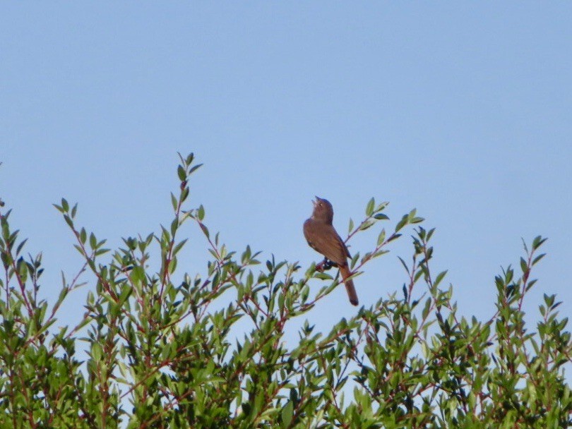 Fox Sparrow (Thick-billed) - ML621392963