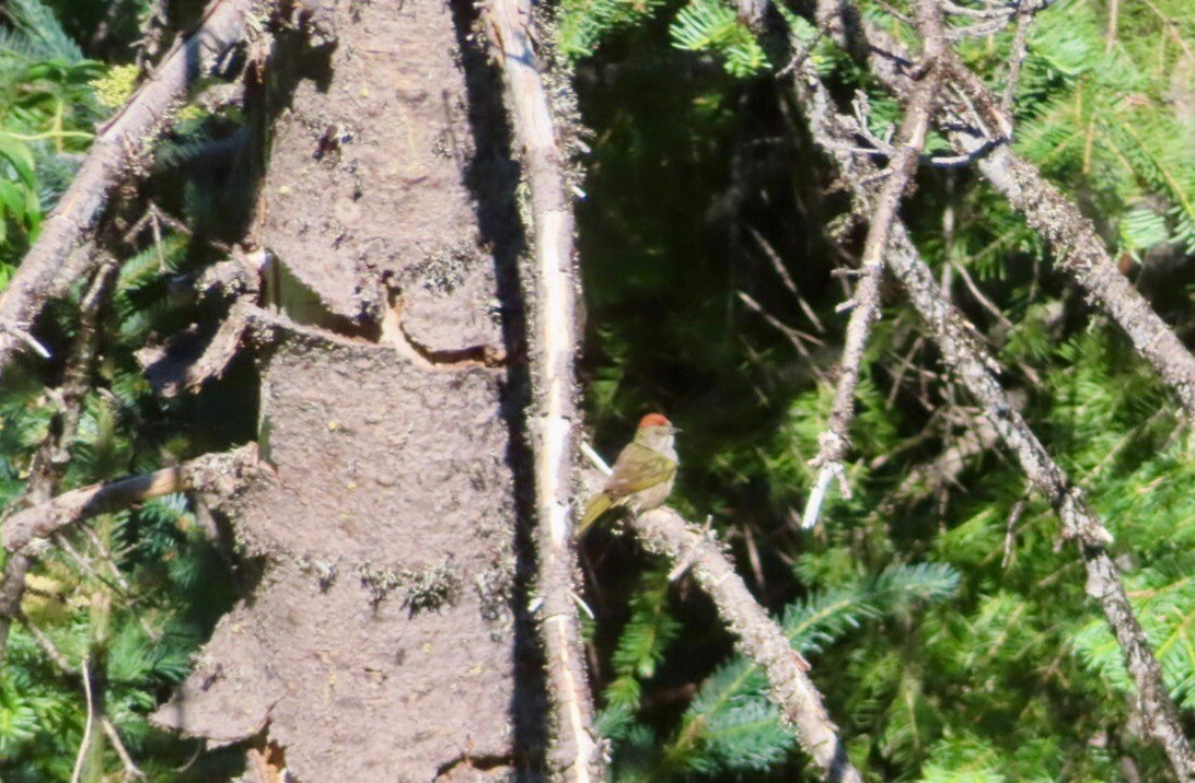 Green-tailed Towhee - ML621392972