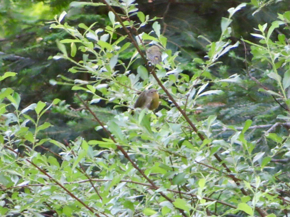 Nashville Warbler - Bill Feusahrens