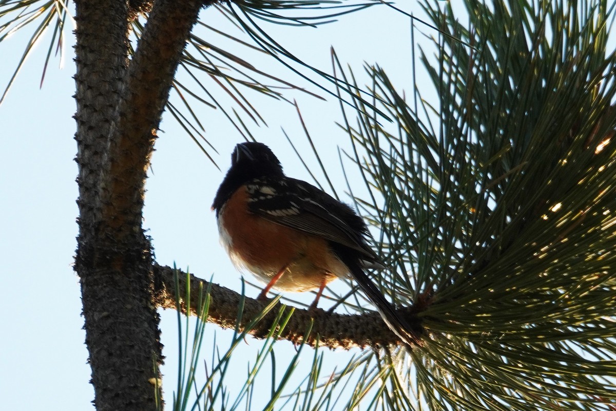 Spotted Towhee - ML621392997