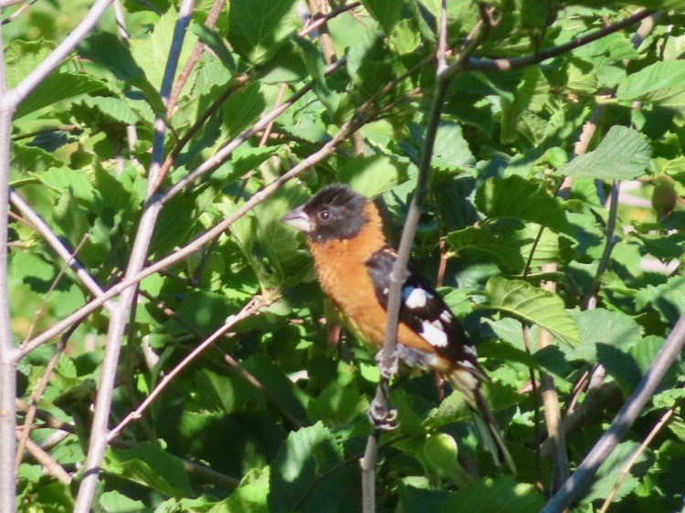 Black-headed Grosbeak - ML621393004