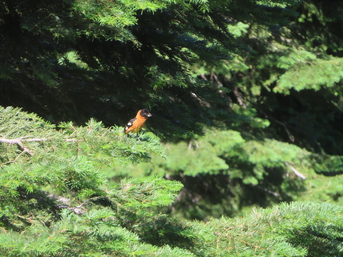 Black-headed Grosbeak - ML621393005