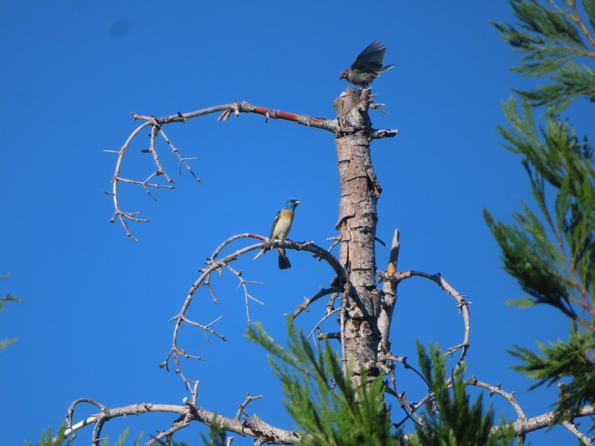 Lazuli Bunting - ML621393015