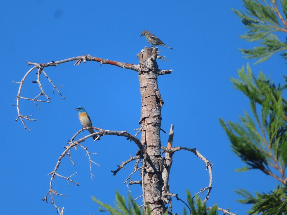 Lazuli Bunting - ML621393016