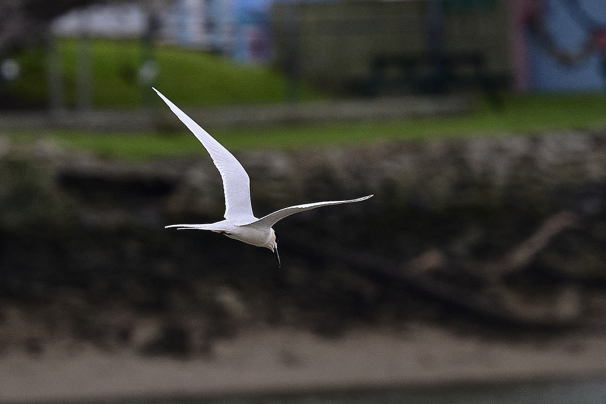 White-fronted Tern - ML621393034