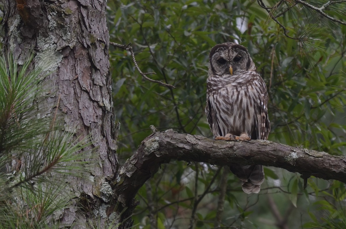 Barred Owl - ML621393035