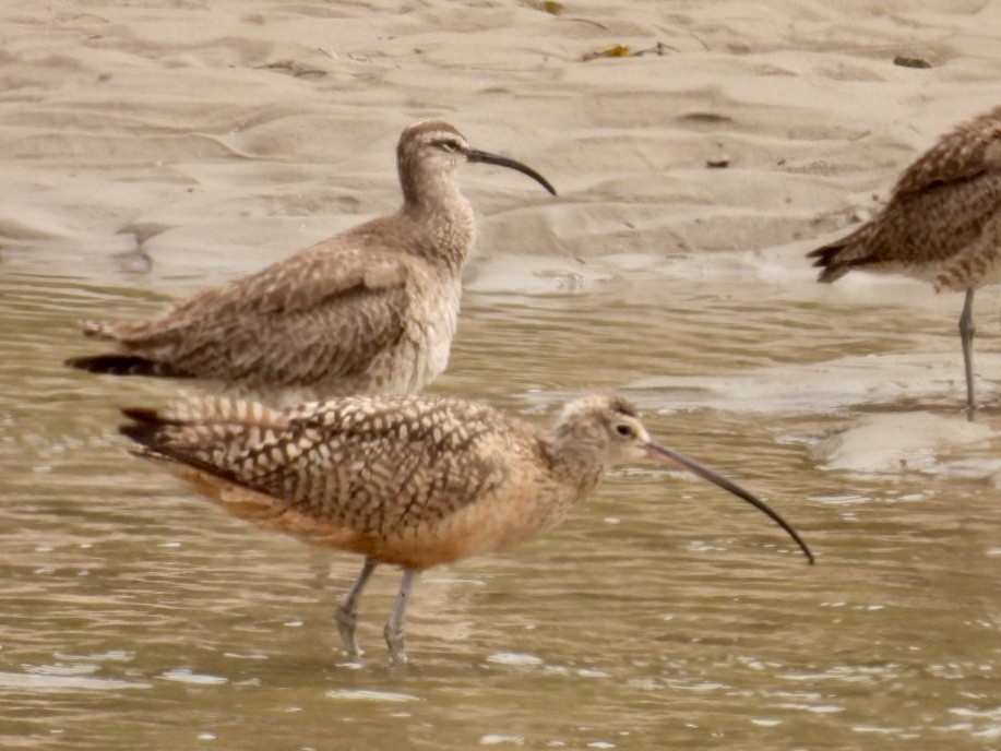 Long-billed Curlew - ML621393071