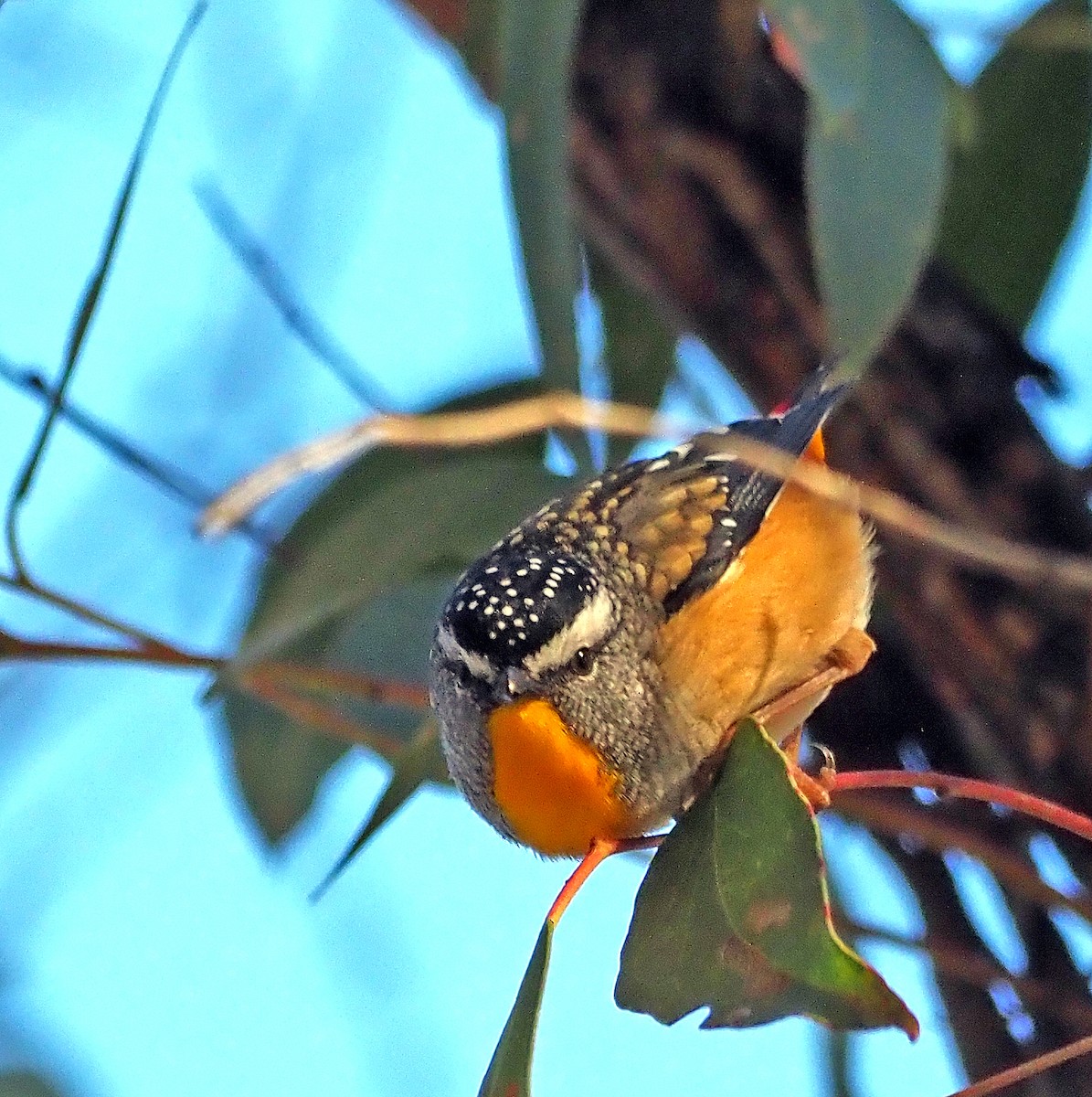 Spotted Pardalote - ML621393097