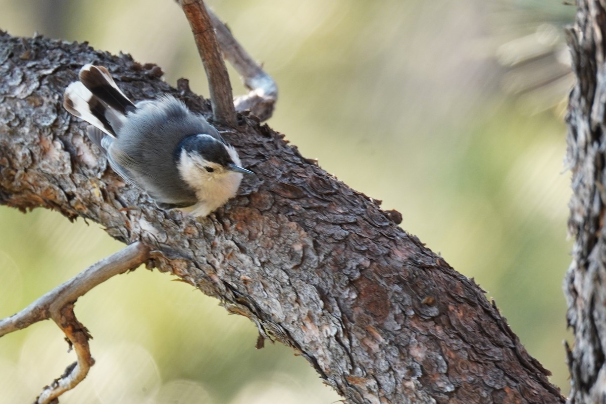 White-breasted Nuthatch - ML621393100