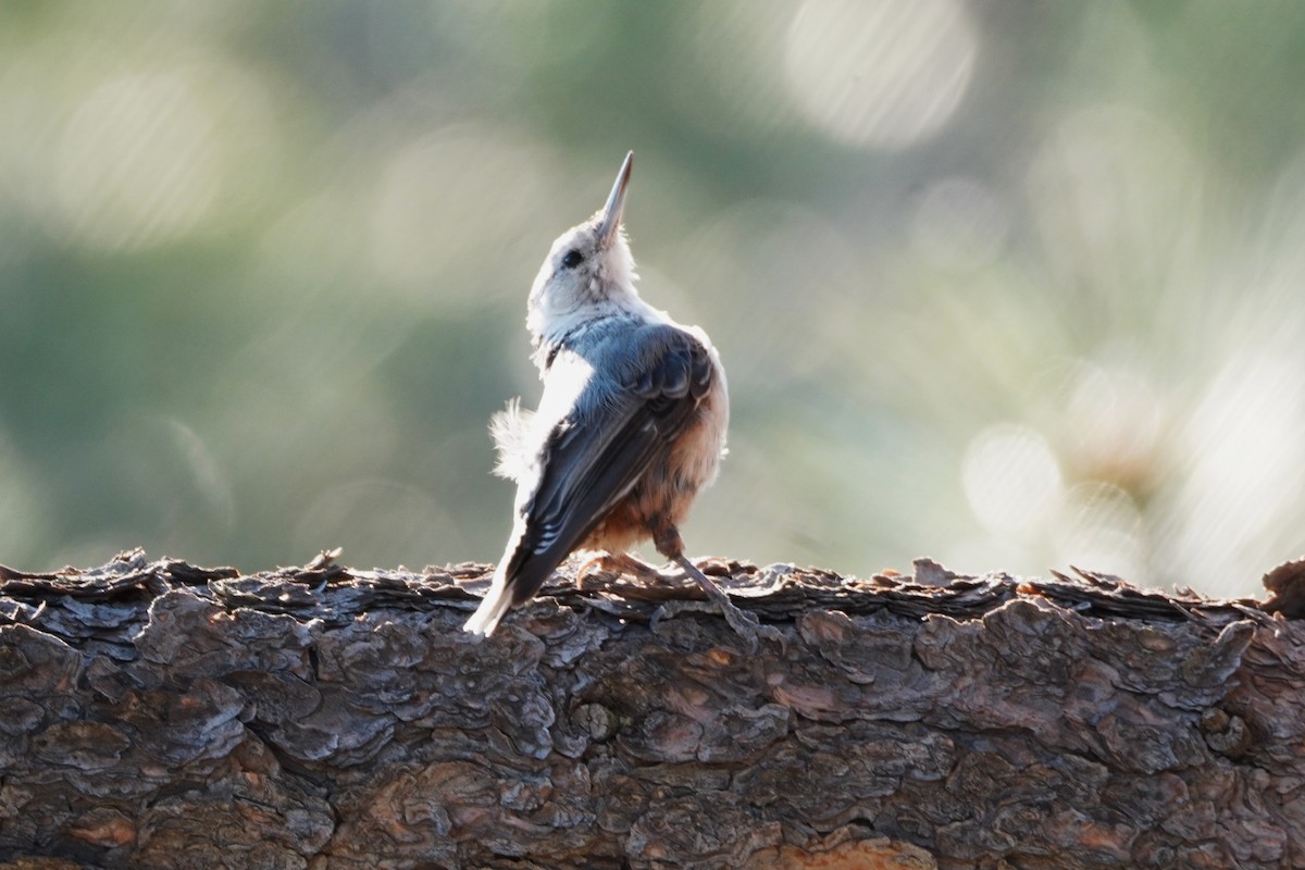White-breasted Nuthatch - ML621393101