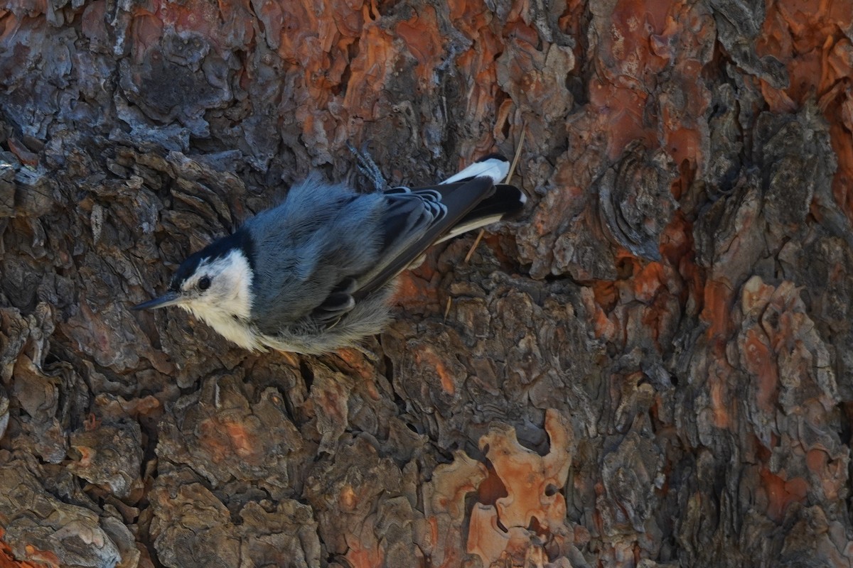 White-breasted Nuthatch - ML621393103