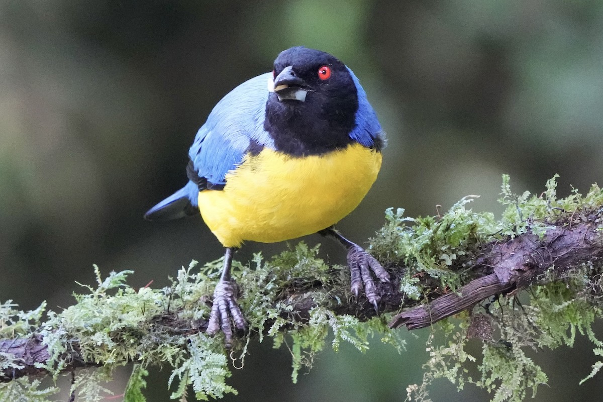 Hooded Mountain Tanager - ML621393112